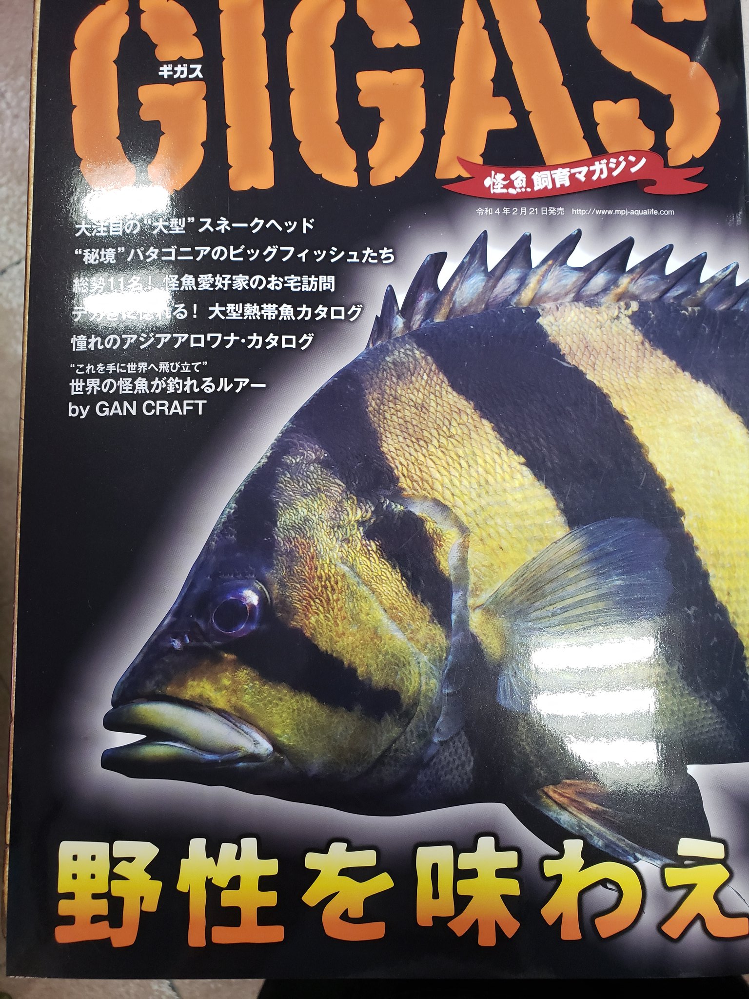 تويتر アクアノート タチバナ على تويتر 書籍紹介 怪魚飼育マガジン Gigas 22 Vol 05 今年も刊行されました 最近話題の大型スネークヘッドや愛好家お宅訪問 大型熱帯魚カタログなど 大型魚がお好きな方はぜひ手に取っていただきたい1冊です 熱帯魚