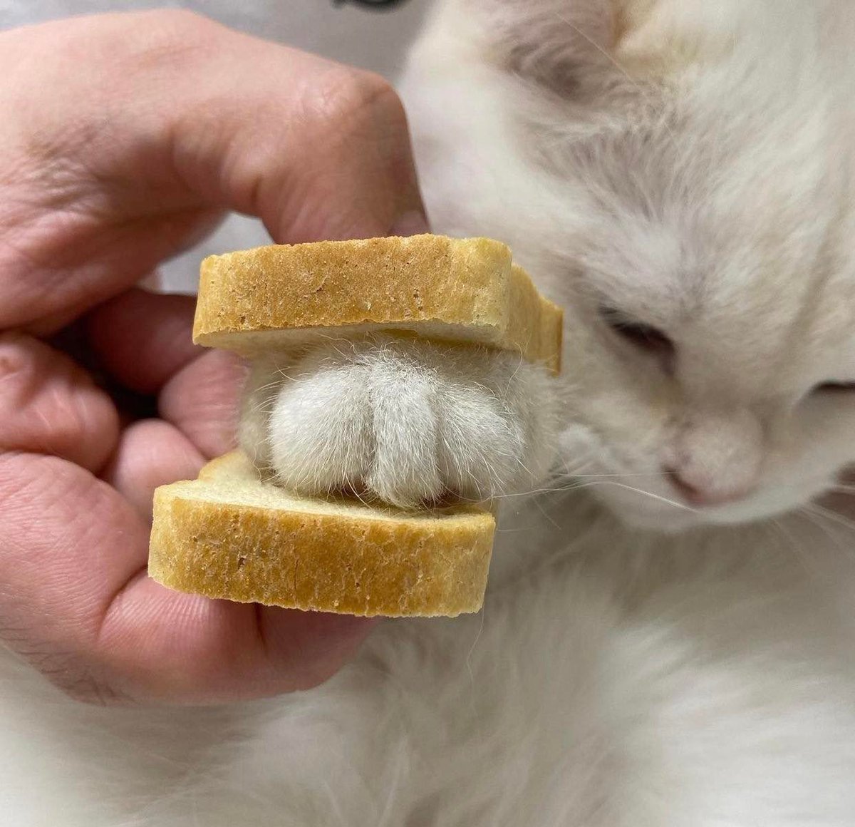 Out Of Context Animals (@cntxtanimai) on Twitter photo 