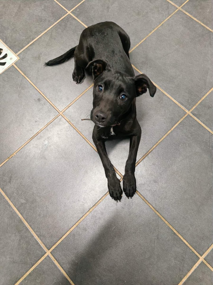 Encontrada en la victoria, está en el Centro de Protección Animal Tierra . ¿Nos ayudas a difundir?