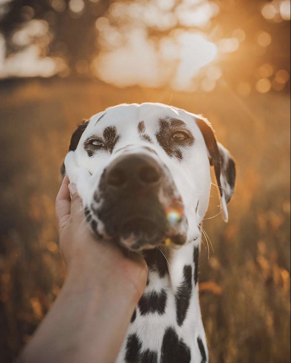 Morning All nice to see a few hundred new accounts coming in on the #twitterdogcommunity with 600 tweets today already 😱 mind = Blown 

Never thought so many would join us here, but I am thrilled! #photography #dog #dalmatian #dogsoftwitter #dogsofinstagram