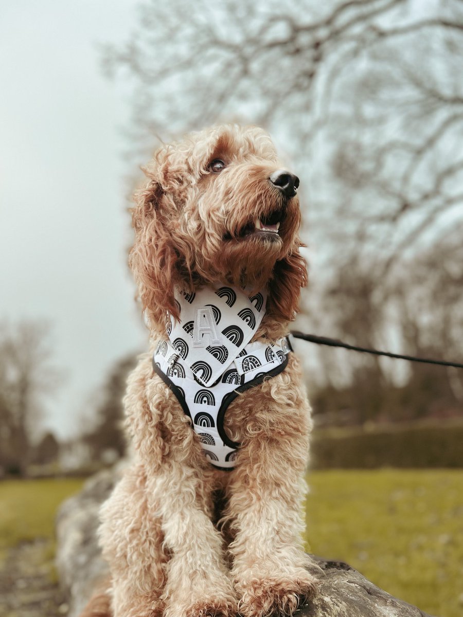 Happy Friday 🙌🏻

Is it the weekend I spy there 👀👀

#twitterdogcommunity #twitterdogs #dogsoftwitter #DogsofTwittter