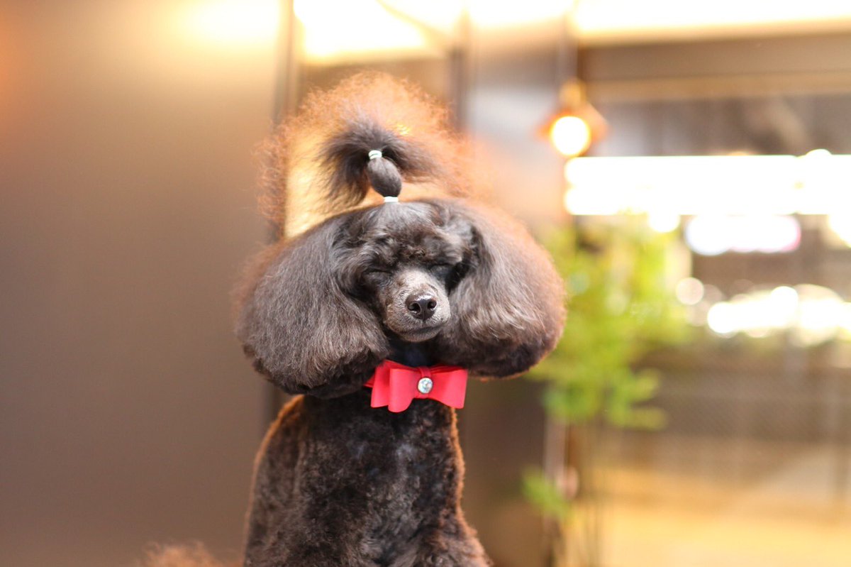 Ron_Porun's tweet photo. 新しく行ってみたサロン🐶結び目はちょっと違いましたが良い感じにしてもらいました👌👌

何かに似ていると思ったら､､､😆🤣 https://t.co/lKZDxtMB3a