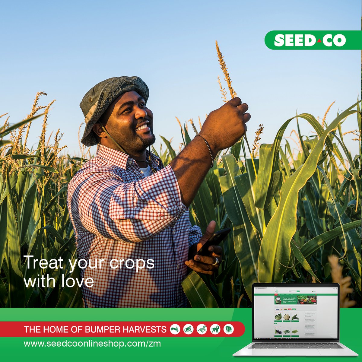 SeedCoZambia's tweet photo. Itโs still the month of love, and your crops need some tender loving care as well. What are some of your tips and tricks that youโve learnt to keep your maize nice and healthy? Reply below.
#SC719 #SC657
#SC647 #SC419
#SC403 #SC303
#TheHomeOfBumperHarvests https://t.co/X7bJmFi3FY