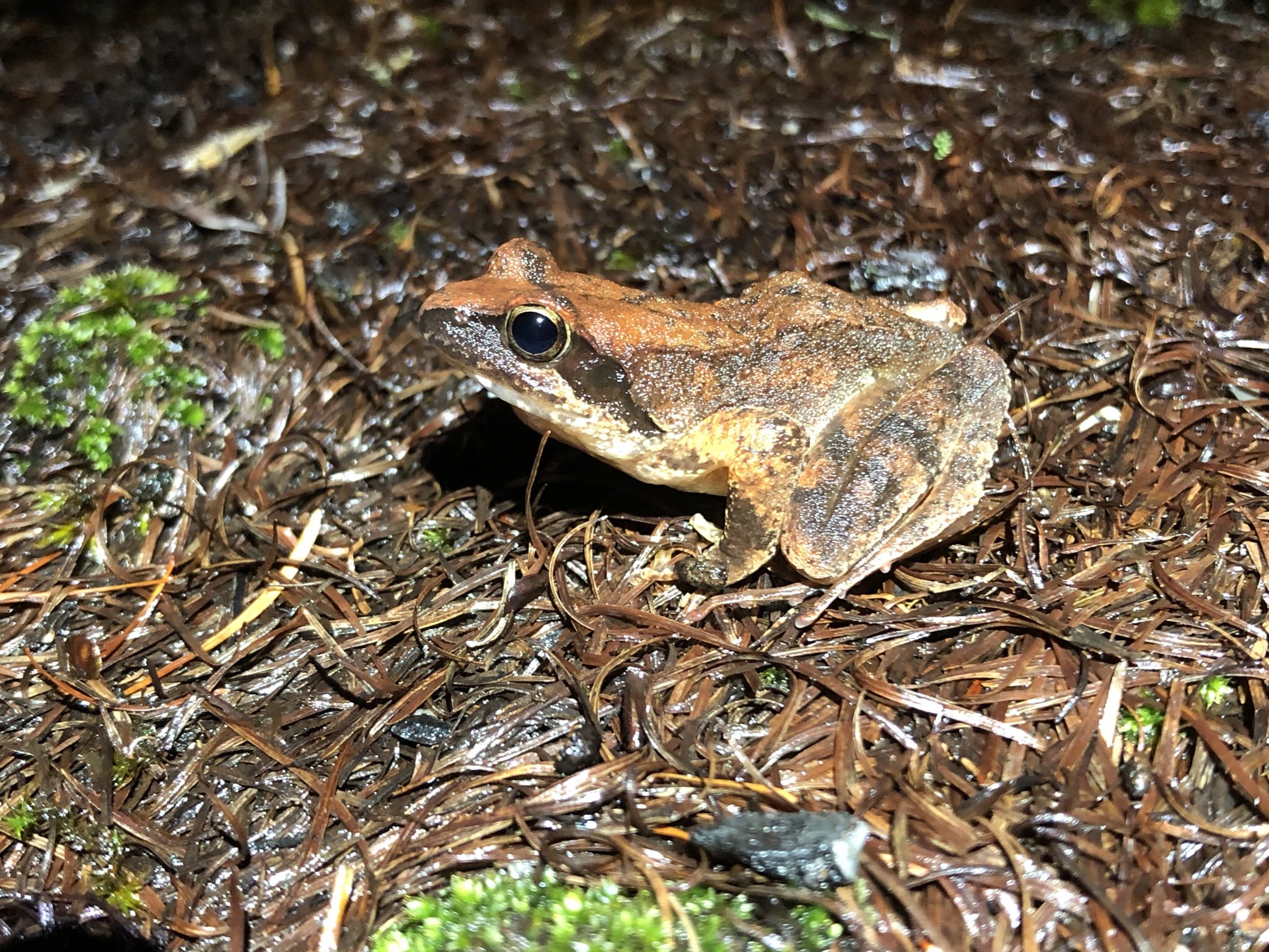 Kemur もしや過去にニチアカ見てたのでは と思って茶色いカエルの写真をざっと振り返って 全タゴ認定した T Co Ivmgezox Twitter Kemur もしや過去にニチアカ見てたのでは と思って茶色いカエルの写真をざっと振り返って 全タゴ認定した T Co Ivmgezox Twitter