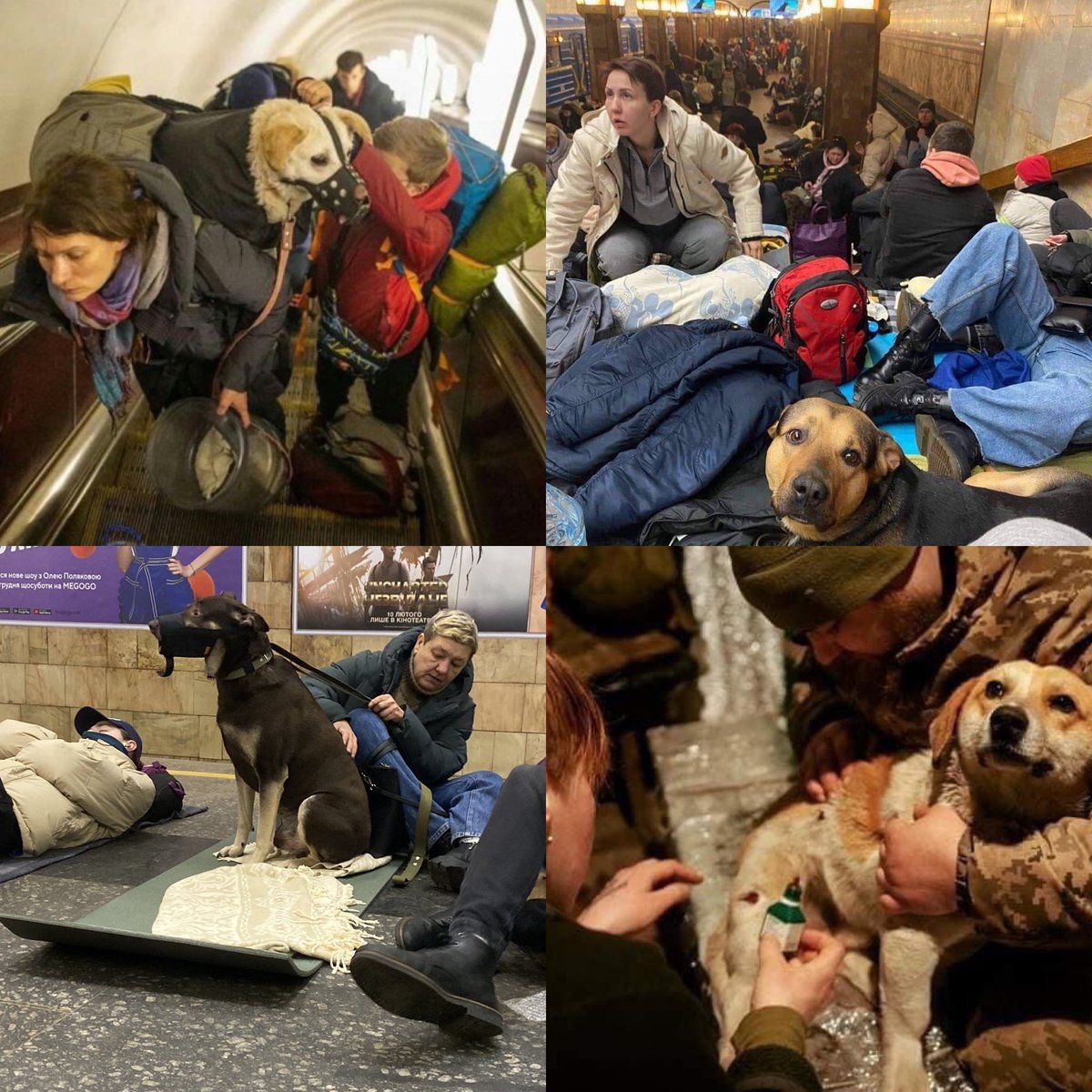 domdyer70's tweet photo. Thank you to the brave people of Ukraine seeking to protect their families and precious companion animals from Putins war #IStandWithUkraine https://t.co/p68U1RBArB