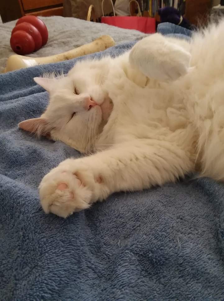 Sorry for what you're going through.  My boy Samson went to The Rainbow Bridge earlier today as well