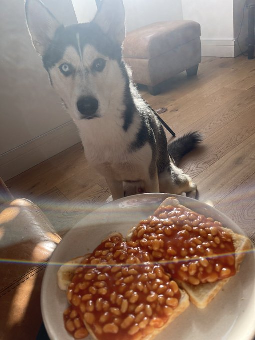 Hi Loki. https://t.co/8Erv4cuy7T<a href="/tag/loki"class="tags"><span>#loki</span></a>