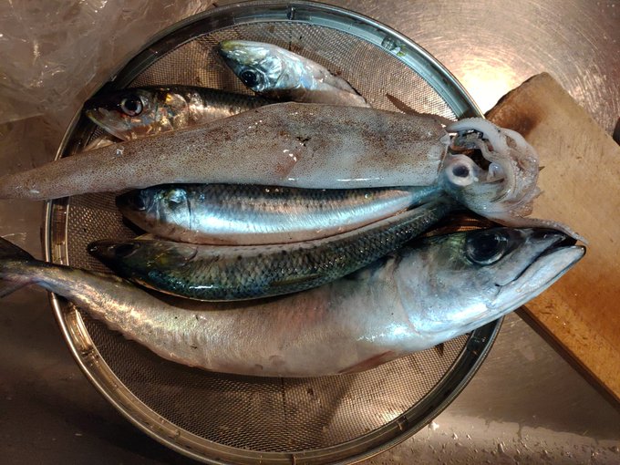 SOSさんから何か魚いっぱいもらった🐟️🦑 