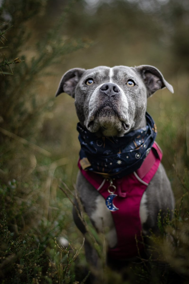 Just posted a new photo on insta and it has 4 likes 😂🥲 this is why we are leaving you insta! Why have you gotta do us the dirty like that. 💔 #twitterdogcommunity unite 🙌🏻 #dogsoftwitter #dogsofinstagram #dogphotography