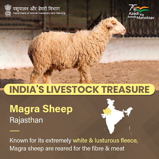 Dept_of_AHD's tweet photo. #LivestockWealth 🐑

A white face with light brown patches around the eyes is characteristic of the Magra #SheepBreed.

#AmritMahotsav #AnimalHealth #AnimalWealth #Sheep https://t.co/3113wdVT0f