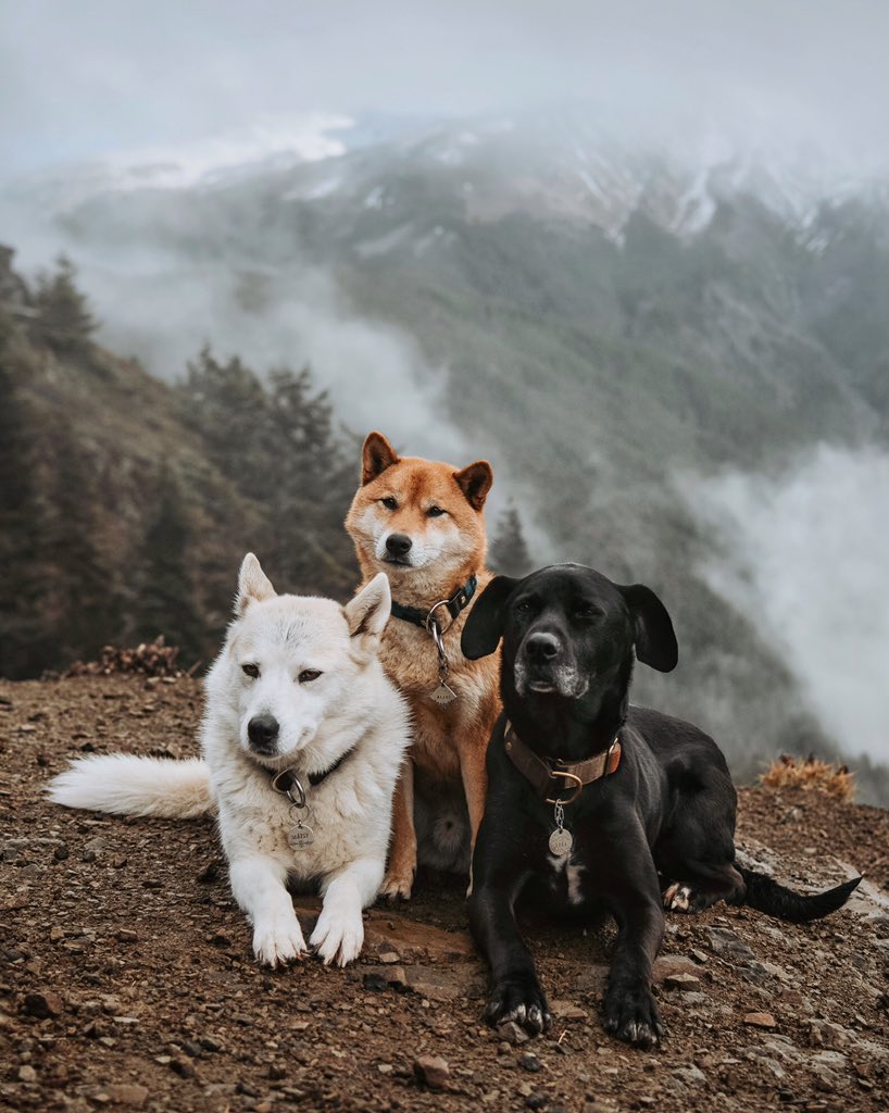 First tweet, who dis?😏 #twitterdogcommunity #DogsofTwittter #pnw