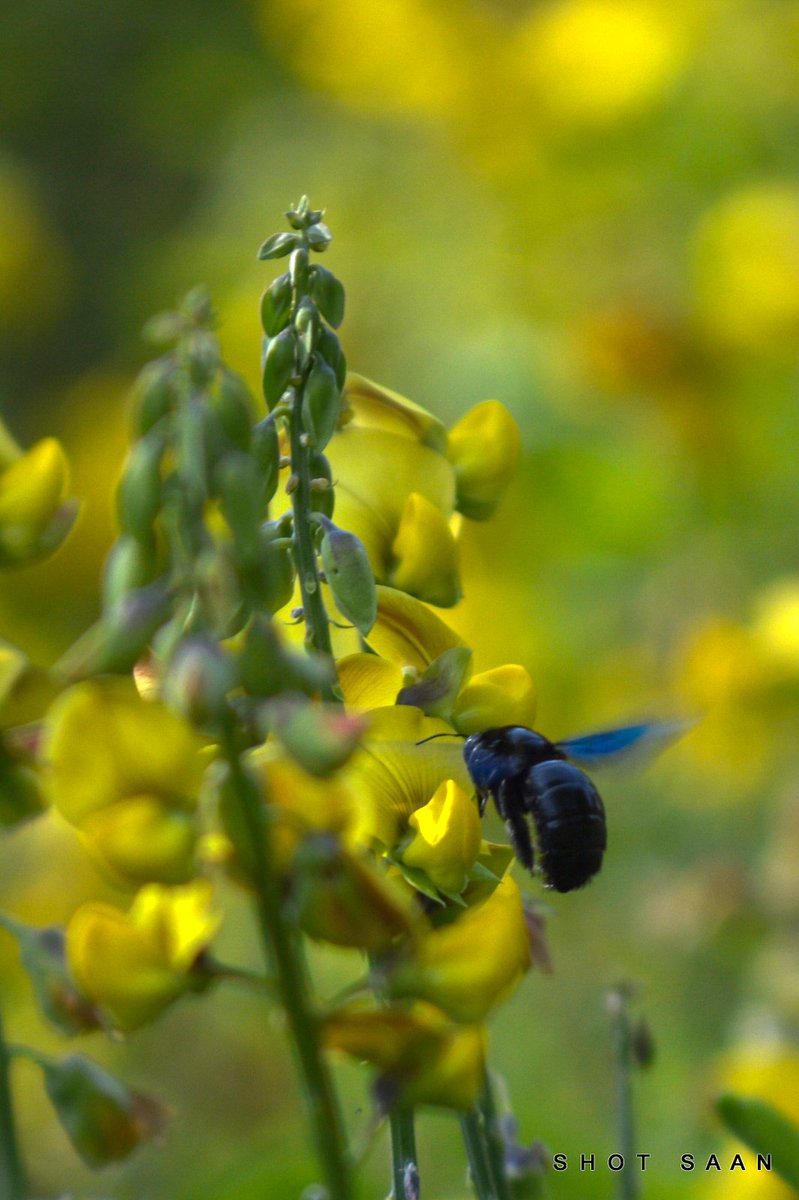 Saravanankr8's tweet photo. #வண்டு #Beetle
#Dop25_feb_22 #Nikon
#SaanKrSeShot #Coimbatore https://t.co/op9nT6C9Aa