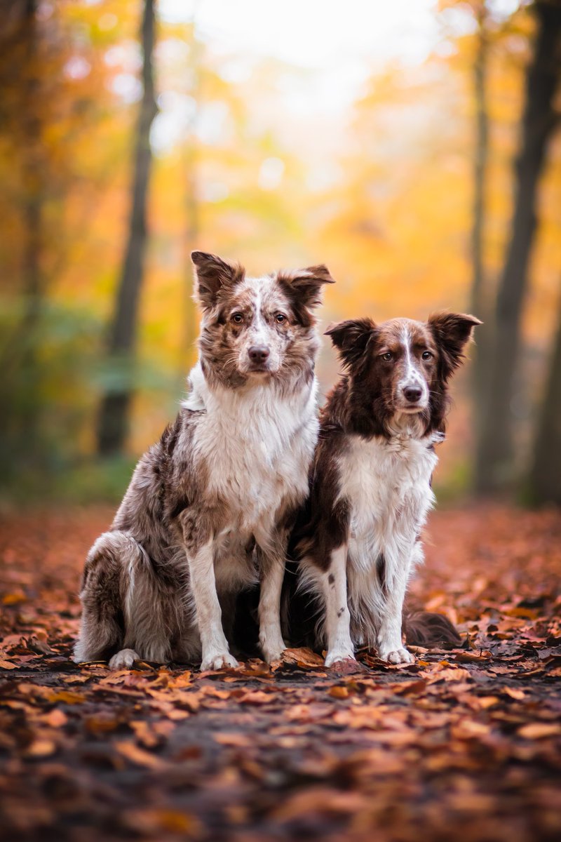 We are joining the #dogsoftwitter :) Let's see how this works out. #twitterdogcommunity