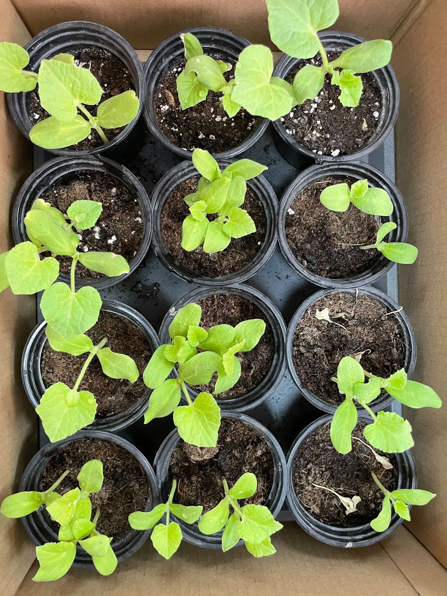 Another green thumb in the making! Thanks to Noah in Y5 Red for sharing the progress of his plant growing for his dukes of Edinburgh award. Can't wait to try the delicious melons when they eventuate! 🍉 
#vhps #wearevhps #vhpsthelittlethings #smallschoolbigheart