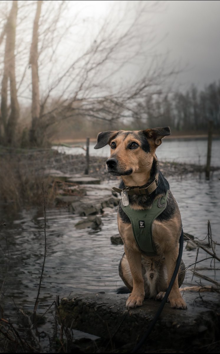 It’s a repost from Instagram but hey, with this increased quality and no crop it might as well be a new picture! 😅 #twitterdogcommunity