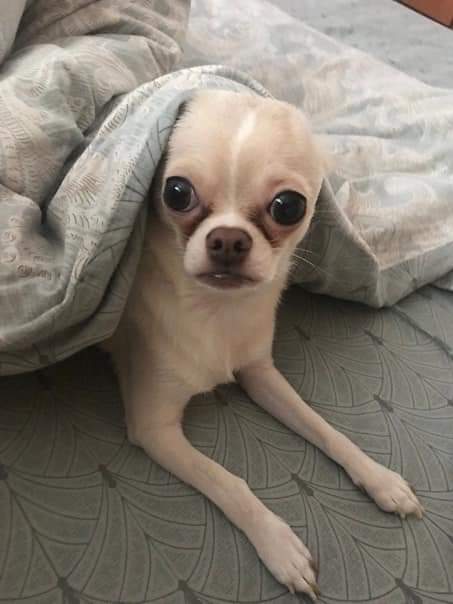 Мила Пим tweet media