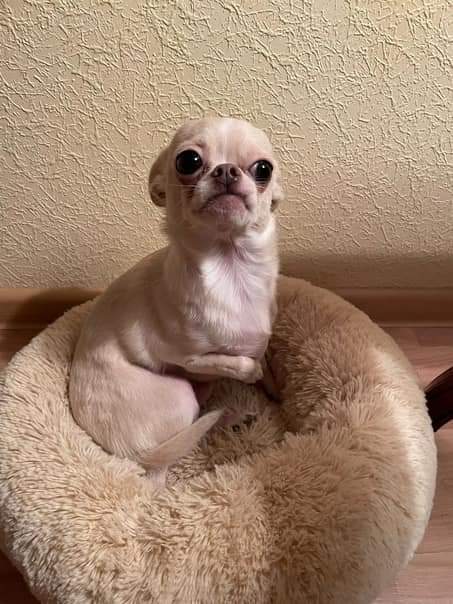 Мила Пим tweet media