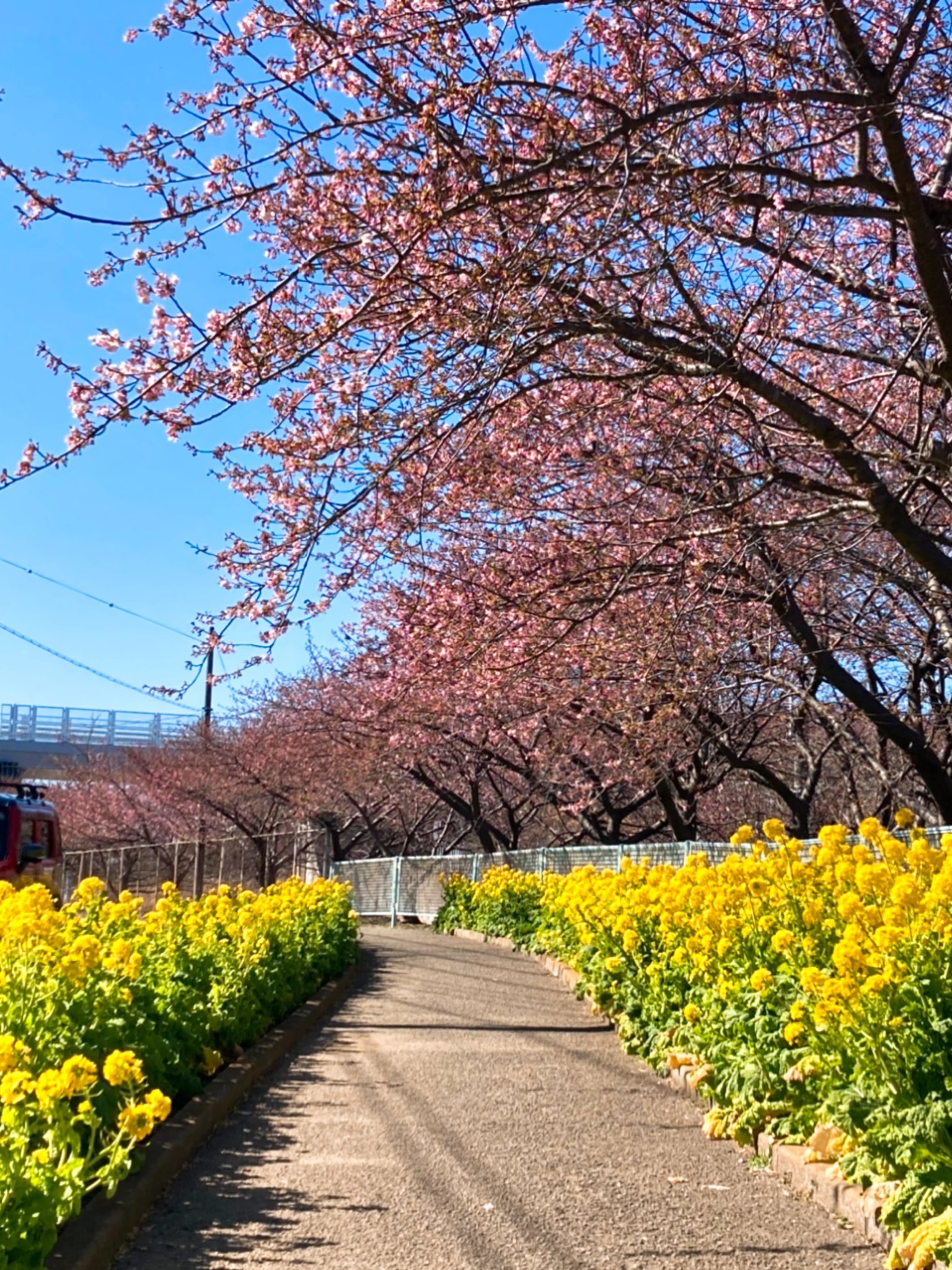 三浦海岸河津桜 Twitter Search Twitter