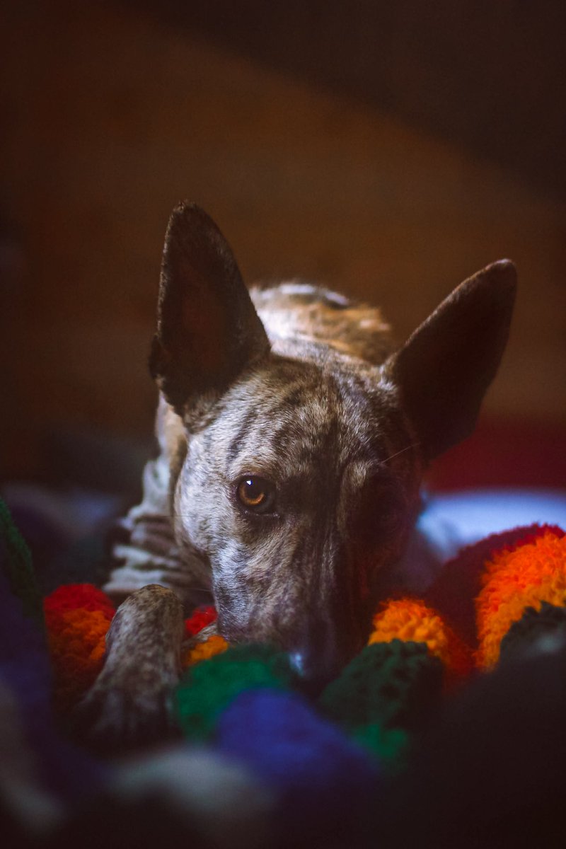 My favorite thing to do after a long day of work is cuddle up to this nug🥰 This is where you'll find me all weekend✌️