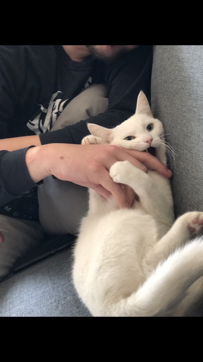 Oh we also have a cat, you might see her on here. Her name is Brood (Bread in Dutch 🍞) and she is 100% deaf. She is our second deaf, white cat! 🐱
