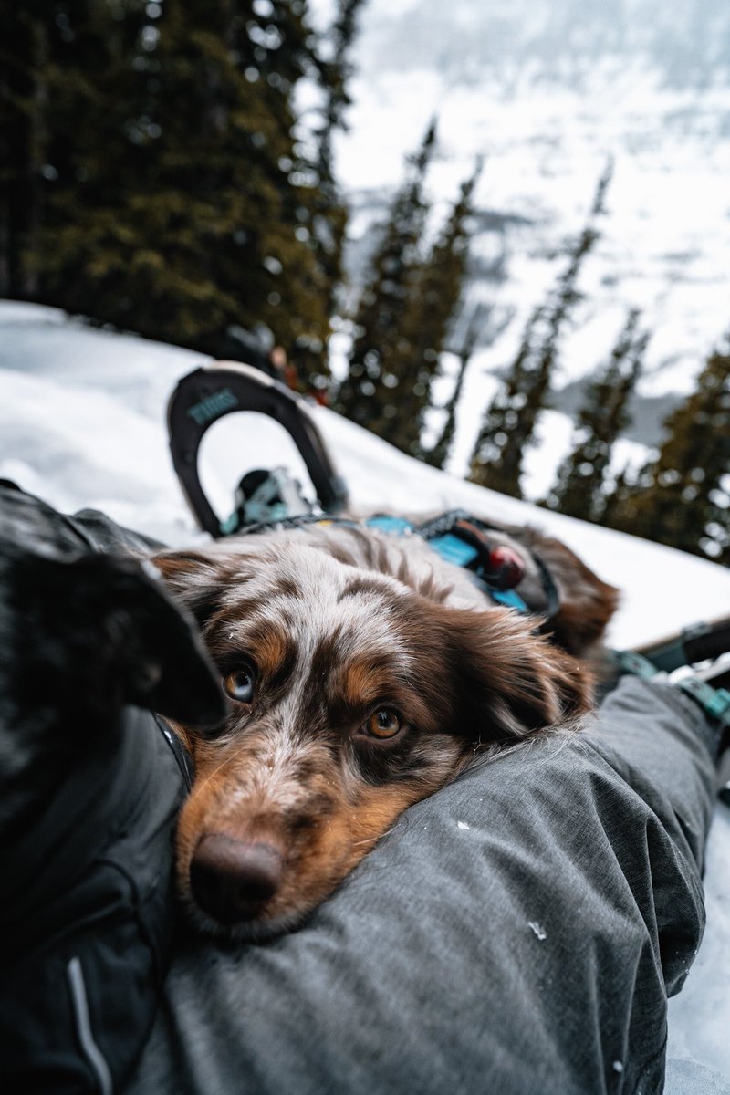 Loving the vibe here!
Goodnight friends ✌️🌚 
#twitterdogcommunity #adventureoften #DogsofTwittter