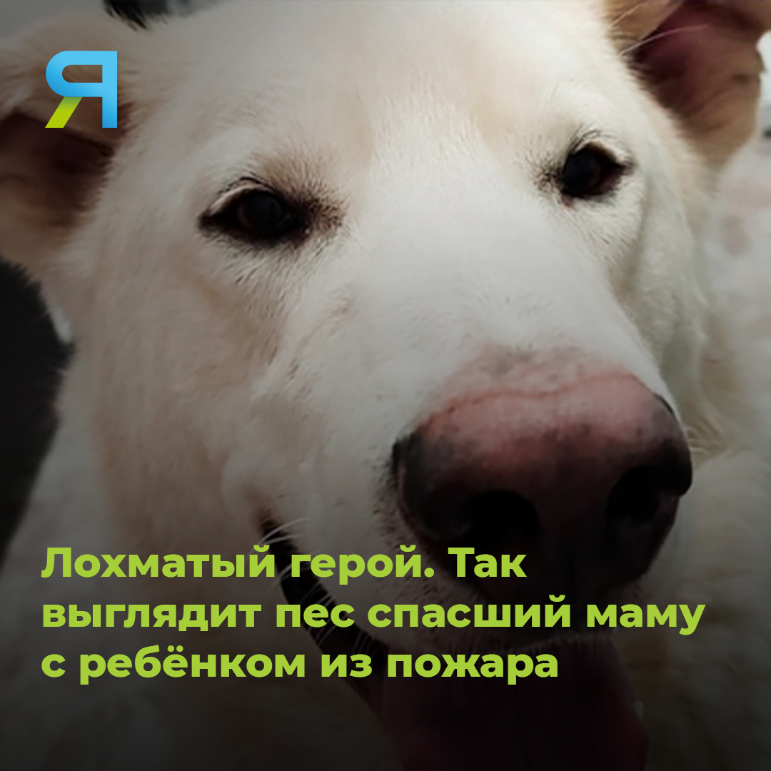 🐶 Теперь мы знаем как выглядит лохматый герой 

Рэм разбудил разбудил хозяйку, которая с пятимесячным малышом на руках успела выбежать из объятой пламенем деревяшки: amp.gs/jZrCE

#спасение #питомцы #коротчаево #ямалмедиа