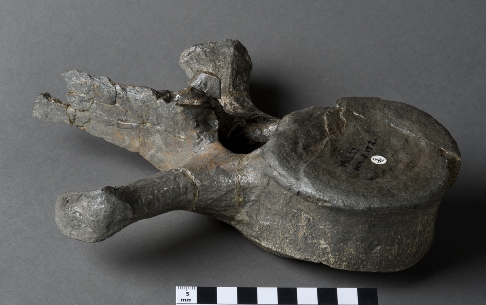 jurassic_coast's tweet photo. First swimming in the #oceans ~200 million years ago, the #Plesiosaurus
lived from the #LateTriassic into the #LateCretaceous. This large, well-preserved
#Plesiosaur #vertebra indicates the animal was ~7 metres in length.
@Dorsetmuseum
#FossilFriday #VolunteerTakeover https://t.co/zj962AoWbc