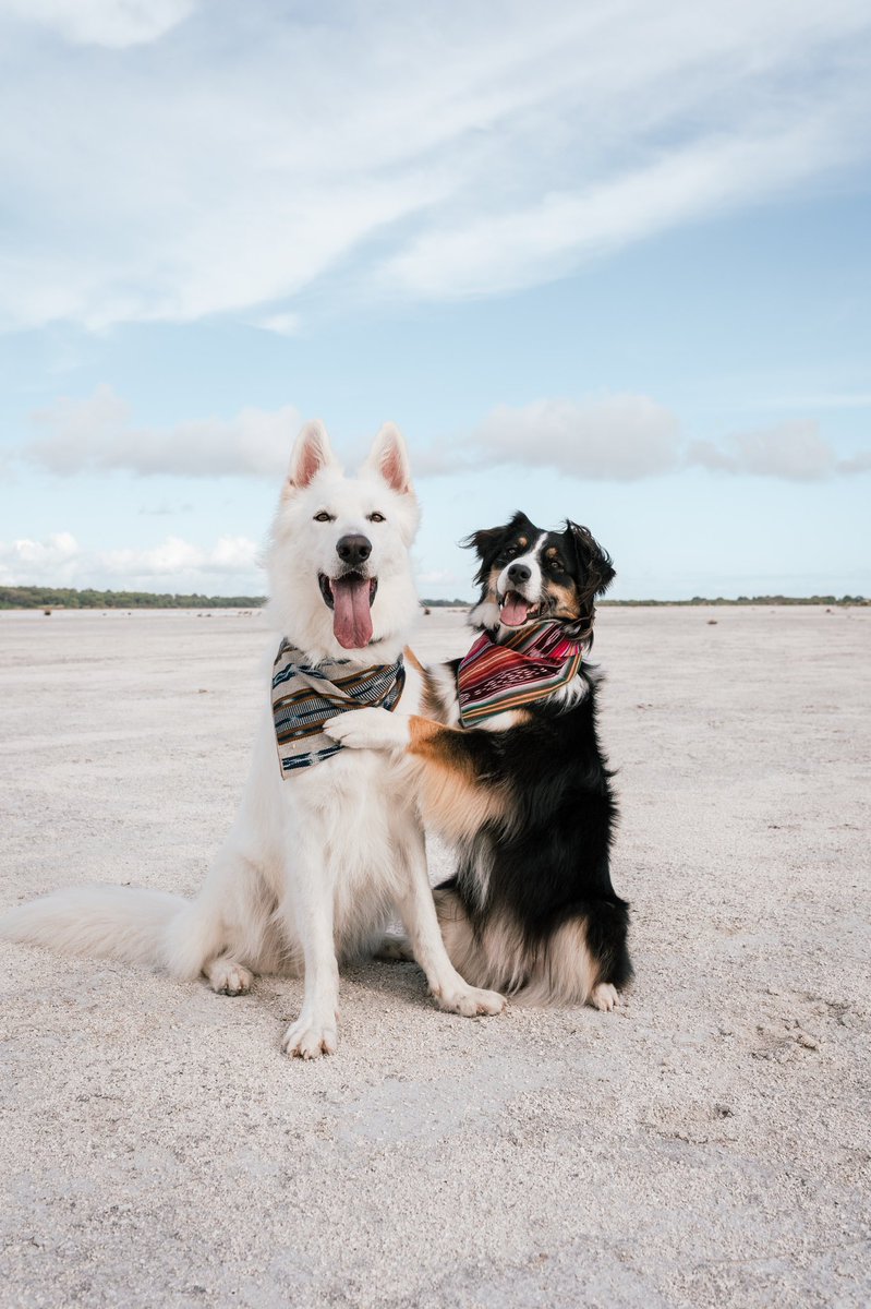 Instagram driving us crazy so here we are 👋🏼  #twitterdogcommunity #dogsofinstagram