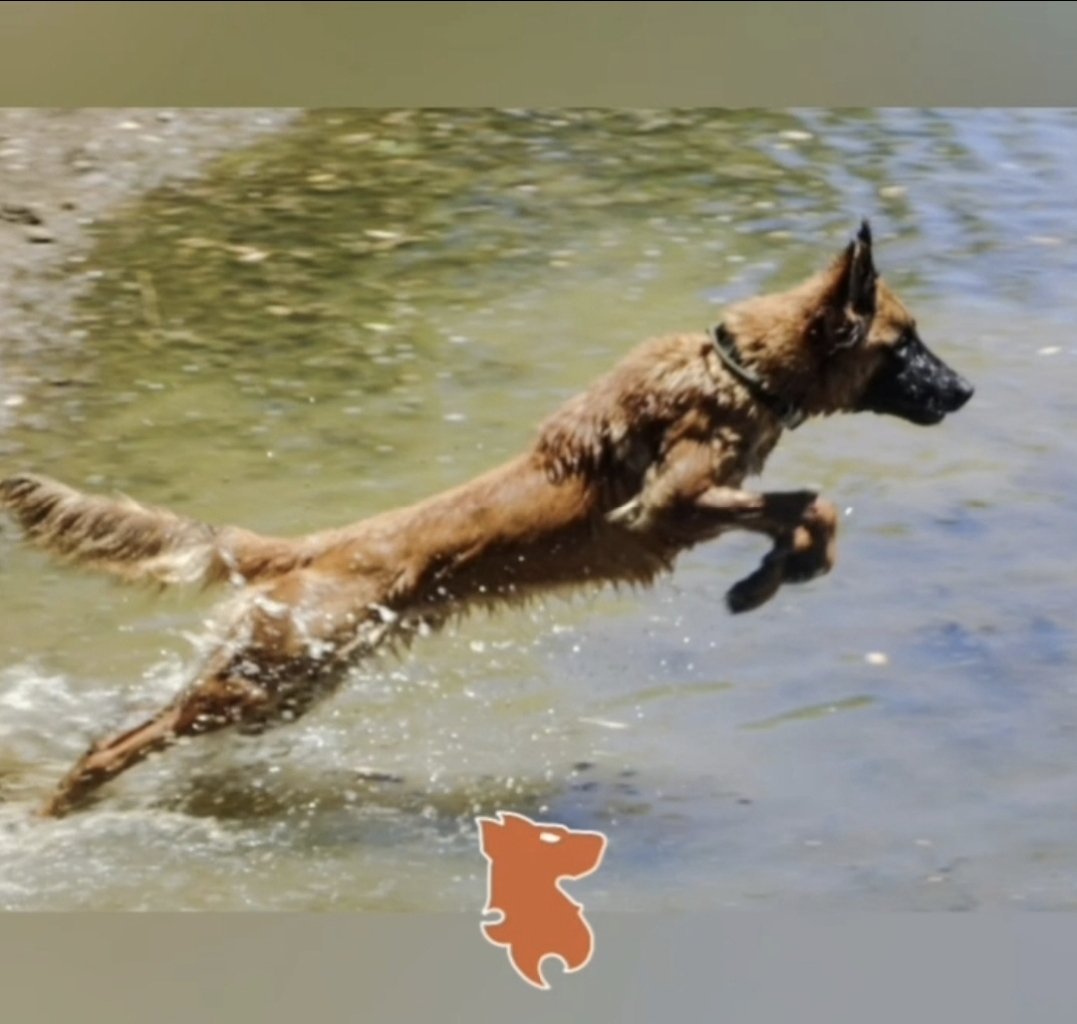 AustralK9's tweet photo. Leaping into the weekend!!!!!!
#virtushousekennelalphalitter #K9SAASH #K9SolutionsAustralia https://t.co/gvYl0ov7OS