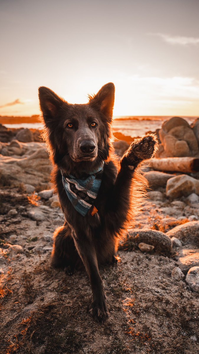 fomo got the best of me 😅 hi #dogsoftwitter also can we appreciate the golden arm fur in this pic