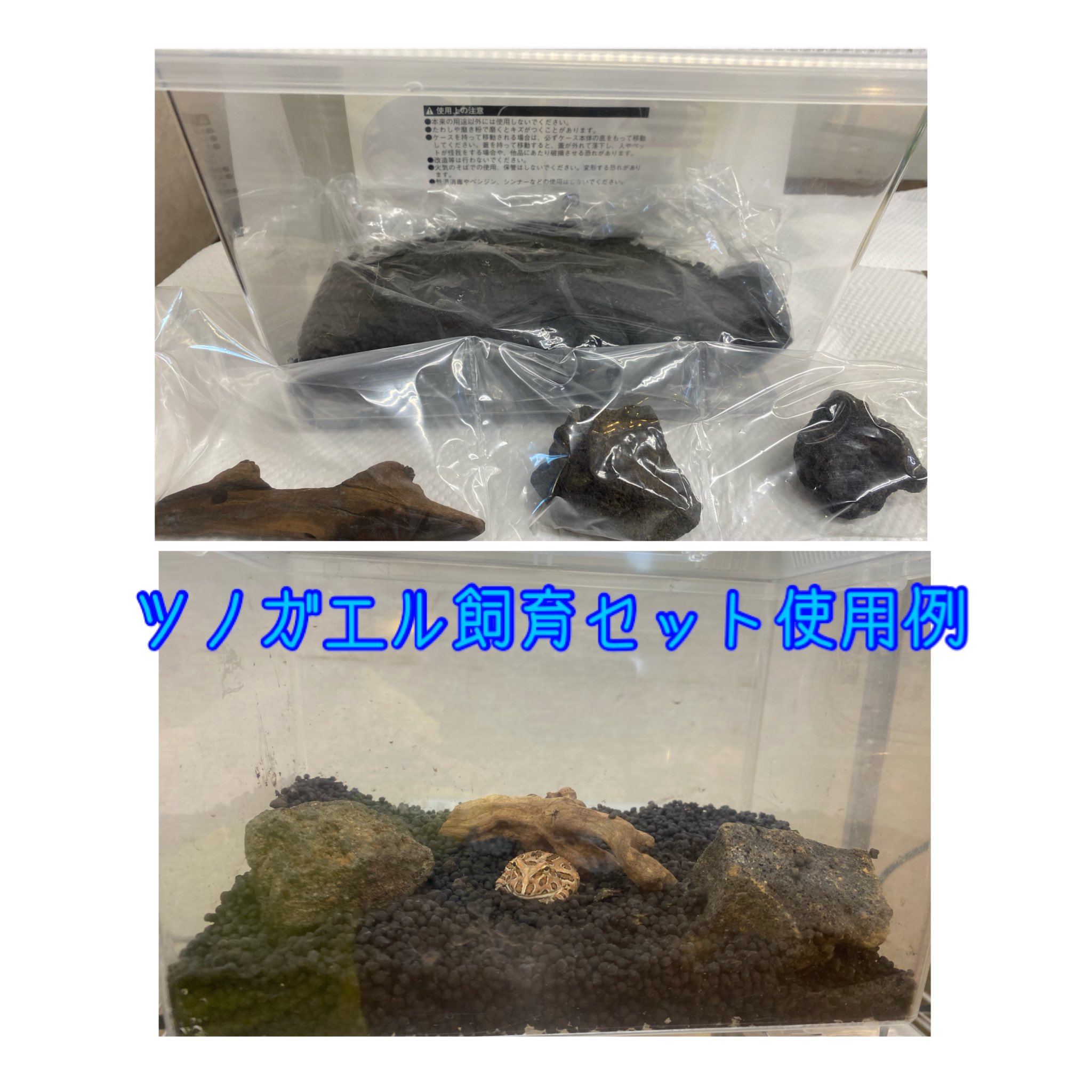 Lumberjack ランバージャック ツノガエル飼育セット 販売中 飼育ケース ソイル 流木 溶岩石 のセット になっていてベビーサイズの飼育にピッタリですよ Take T Co Hw8ubqwcgg Twitter