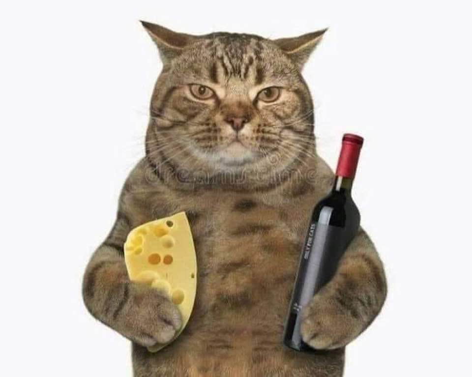 Коты с пивом