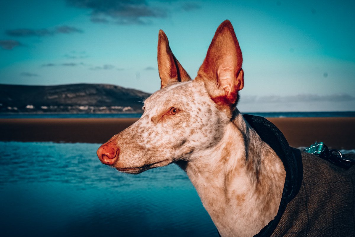 I'm so excited to share non cropped photos with you guys! I've got so many photos that I completely fell out of love with one they were on insta 😓 #twitterdogcommunity #dogsoftwitter #dogs