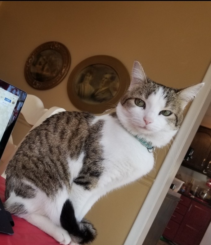 Dops's tweet image. My 9 y.o. daughter asked if we could change our cat Zuzu's name to Swiftie. So I asked why? She said, "Doesn't she look like Taylor Swift, if Taylor was a cat?" Kid has a point—and Zuzu Swift has got a nice ring to it! #TaylorSwift #CatsOfTwitter