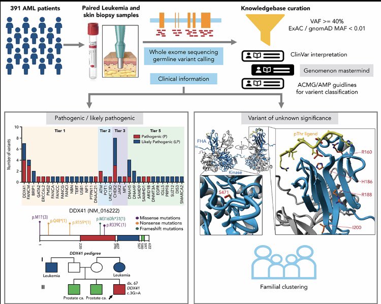 LabAgarwal's tweet photo. Excited to share that our manuscript is in print @BloodJournal describing the frequency of deleterious germline variants in adult AML patients. Thanks to our wonderful collaborators @OHSUKnight @OHSUSOM @WonderMixTape &amp; @DanPollyea @beatalleukemia,&amp; others https://t.co/q0b6rtMzkL https://t.co/r2MDJ1bTHg
