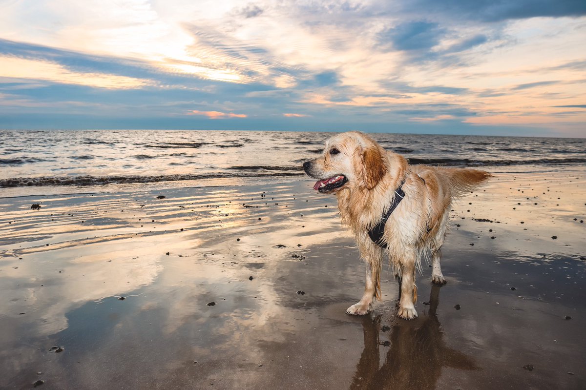 Happy Friday 🤍🐾 #dogs #dogsoftwitter #dogsofinstagram #smallbusiness