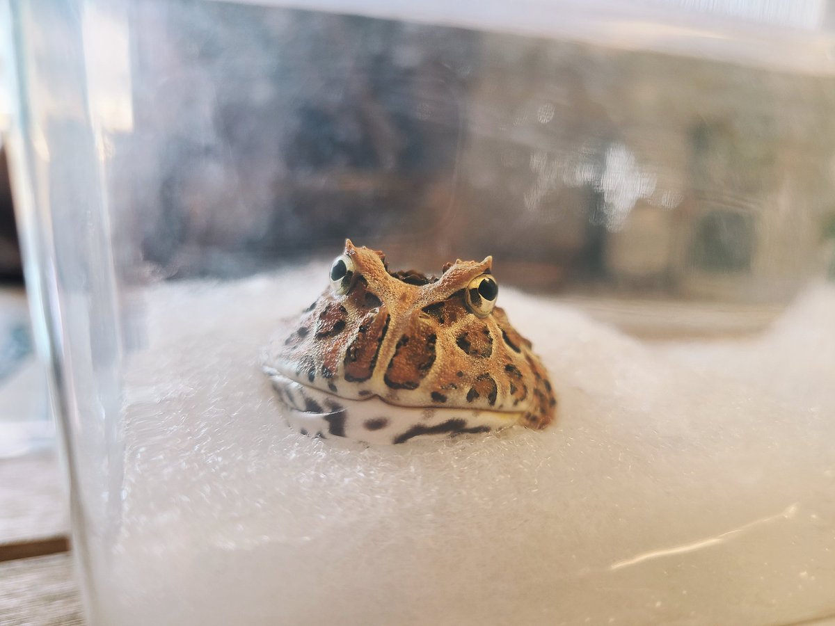 в моменты душевной апатии приятнее всего посмотреть на своих лягушек и обнаружить, что одна пытается поступить в театральное училище, практикуя разные выражения лиц, а вторая решила показать людям, как надо наслаждаться жизнью правильно и закопалась в одеяло по голову.