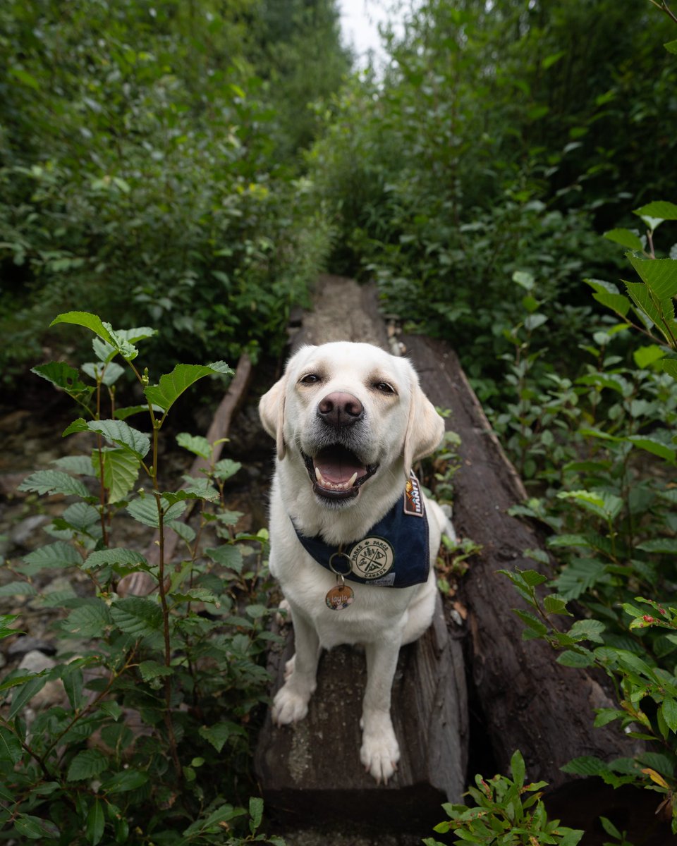 champagne_lay's tweet photo. All the cool kids were doing it #twitterdogcommunity #dogsoftwitter https://t.co/aafinF0uJc