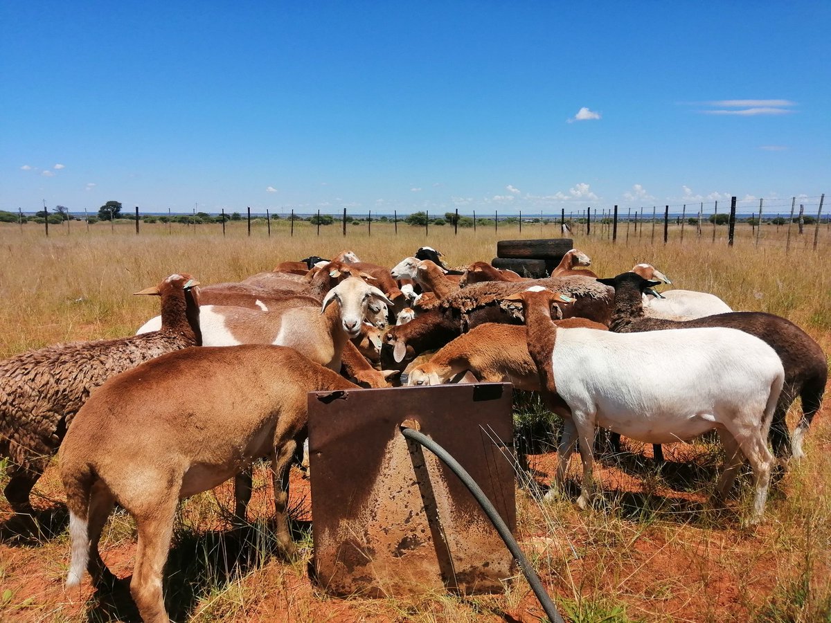 Kenneth_Lepedi's tweet photo. Thousands have lived without love, not one without water
#Mmu_Botshelo
#farming
#Agriculture
#Meatmasters
@FarmersWeeklySA https://t.co/B1Z39wOi5o