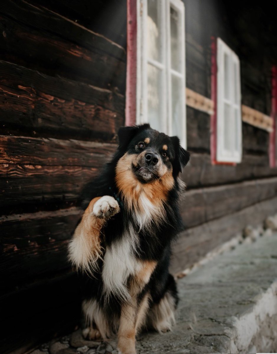 ᴊᴀᴄᴋ ᴛʜᴇ ᴀᴜssɪᴇ tweet media