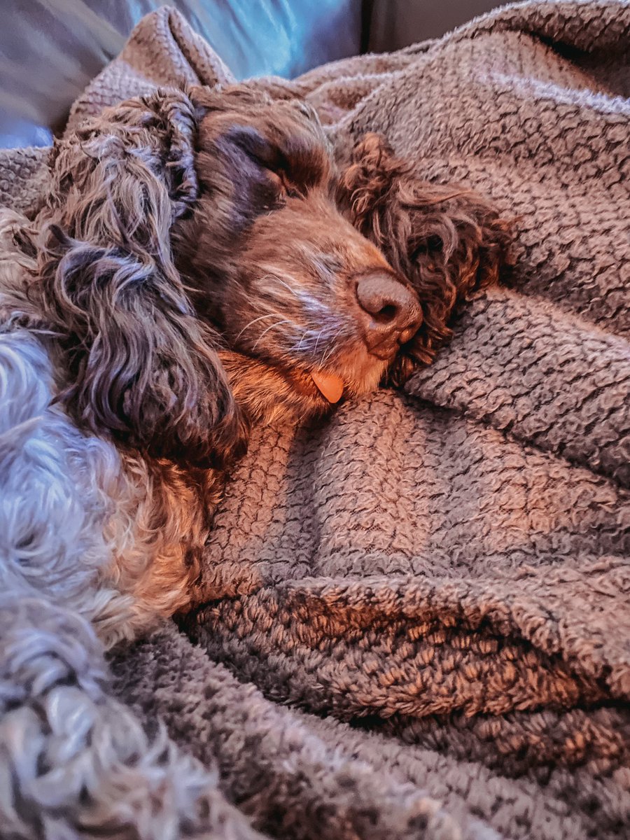 Tyler and Maya’s Tales tweet media