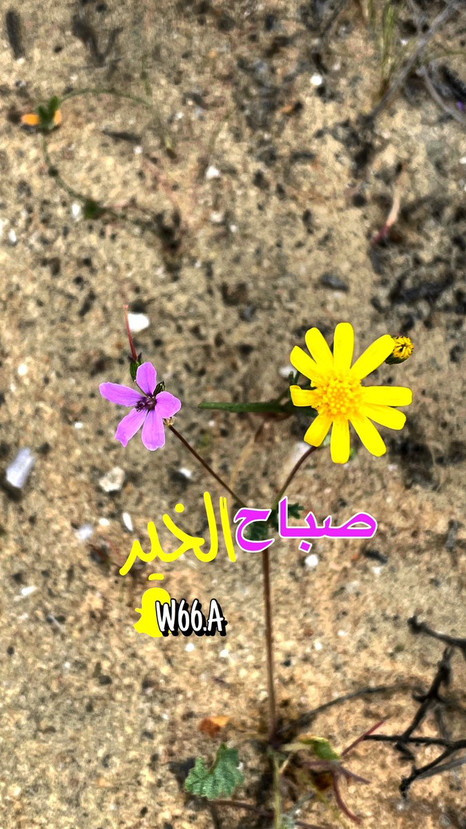 ﮼W✨ tweet media