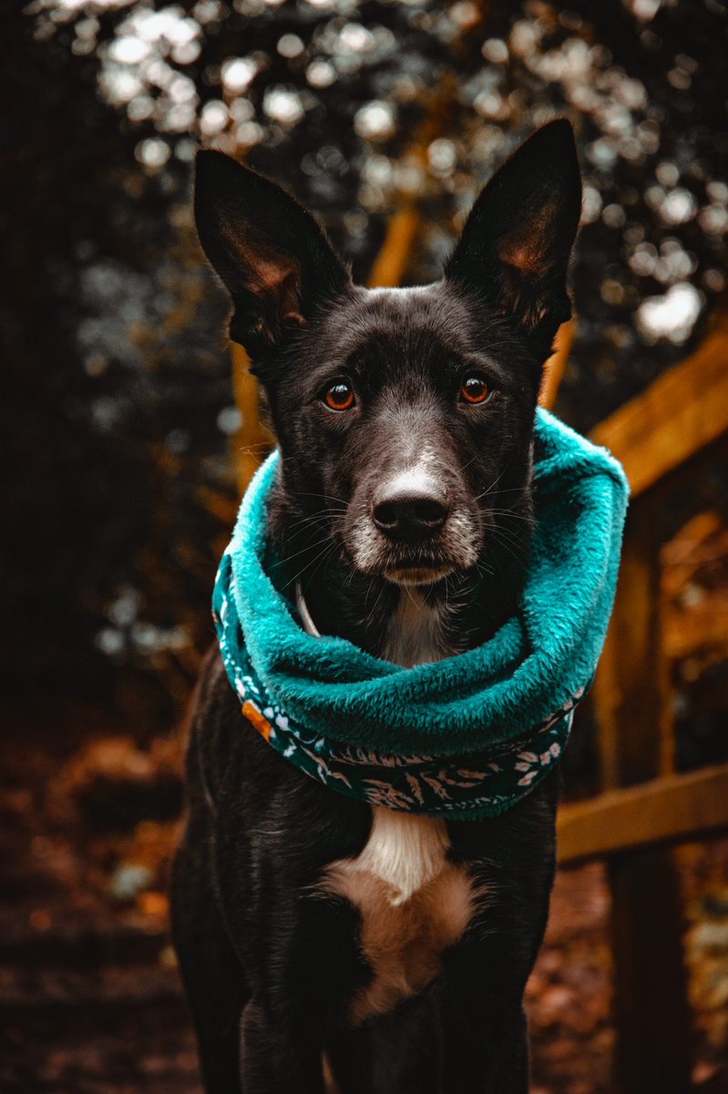 Apple_thebc's tweet photo. Wrap up cosy! Its cold out this morning! #bordercollie #twitterdogcommunity #dogphotography https://t.co/xgbMeOFHEF