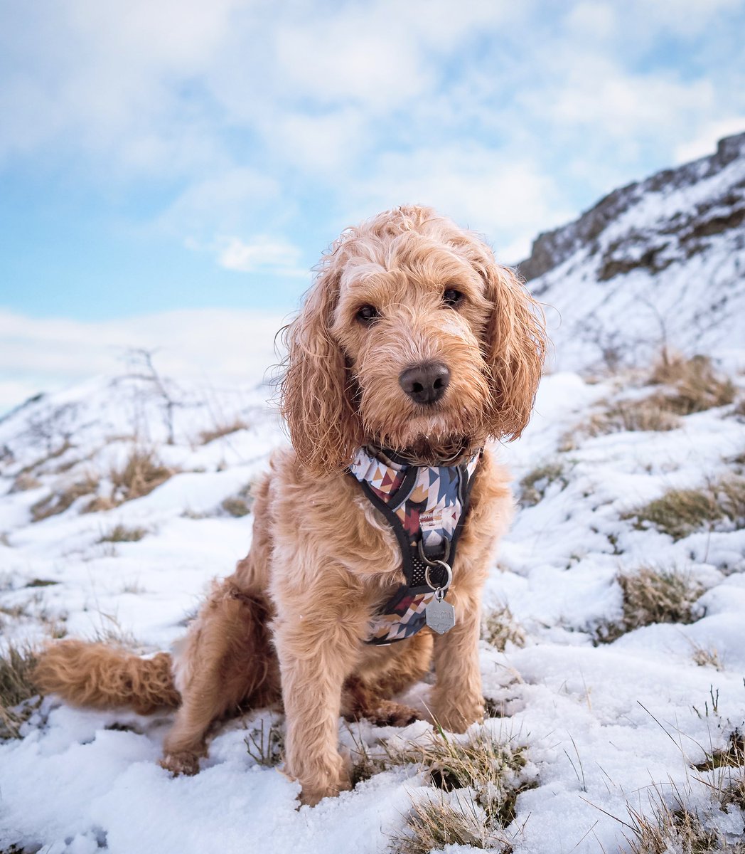 Good morning #twitterdogcommunity 🥰