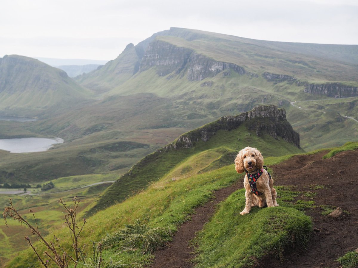 Loving the lack of crop here and how much better landscape looks 🙌🏻
Thanks <a href="/polka_dot_loki/">Loki The Dalmatian</a> and <a href="/thegoodmutt/">thegoodmutt</a> for the push over here 👏🏻
#twitterdogs #twitterdogcommunity #VisitScotland #ScotlandIsNow #ScotlandIsCalling