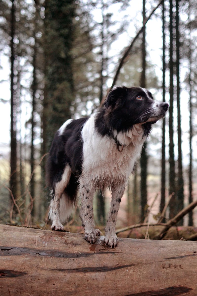 billie_co_devon's tweet photo. When is the optimal time on Twitter? Oh wait.. Twitter doesn't hate dogs so my posts will actually get shown when I post them 😏 #twitterdogcommunity https://t.co/pZDdm0oMP4