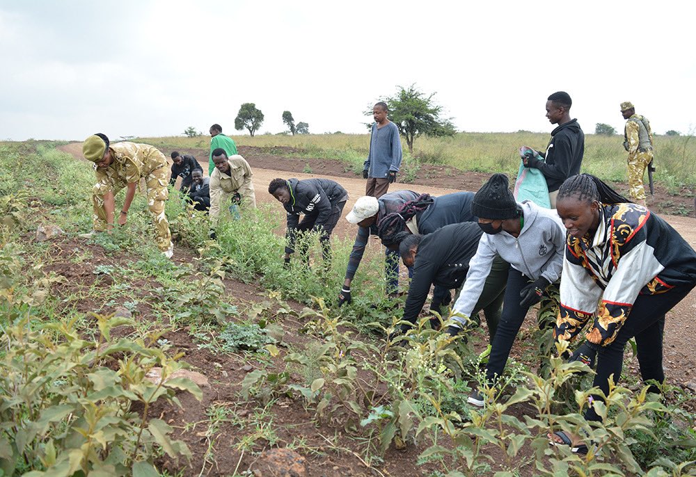 KWSKenya's tweet photo. In Nairobi National Park @KWSNairobiPark , invasive species such as Parthenium hysterophorus  have caused considerable negative impacts to the ecosystem.

#RecoverKeySpecies #ZuruKenyaParks #WorldWildlifeDay2022 https://t.co/jnnc67t6rU