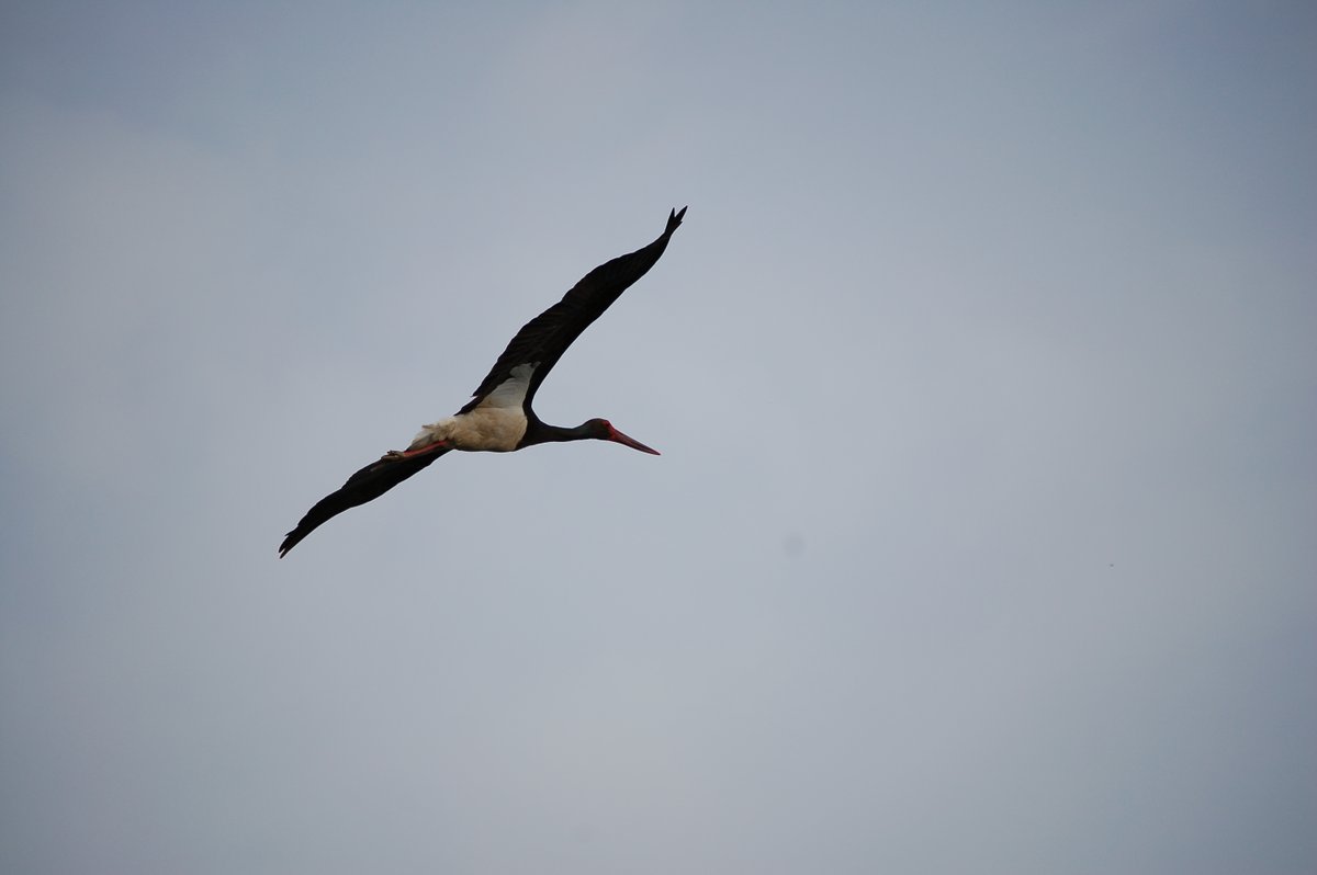 MonfraguePN's tweet photo. Las grullas se van y recibimos a la cigüeña negra (Ciconia nigra) y al alimoche (Neophron percnopterus). Ya están sobrevolando #Monfragüe https://t.co/TNkN1MpG3N
