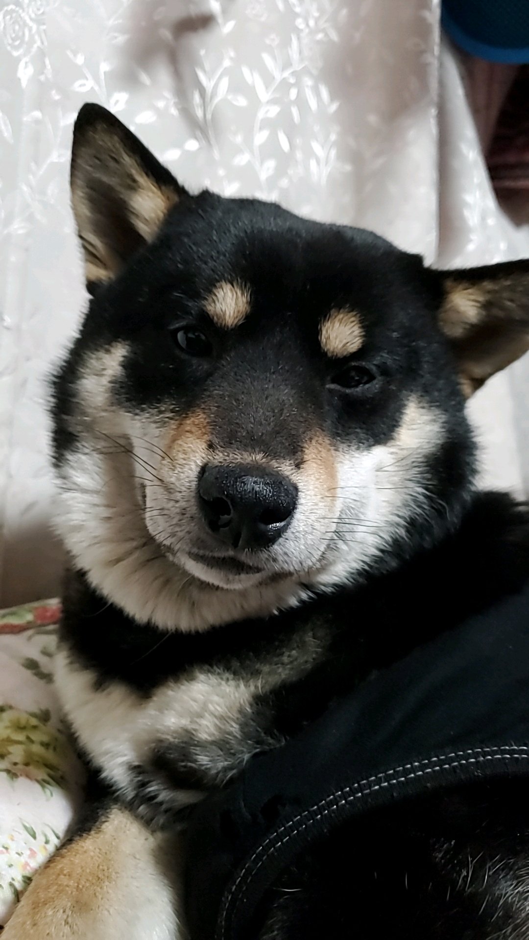 ペット捜索隊epsエマージェンシーペットサービス Eps Maigo Pet Twitter