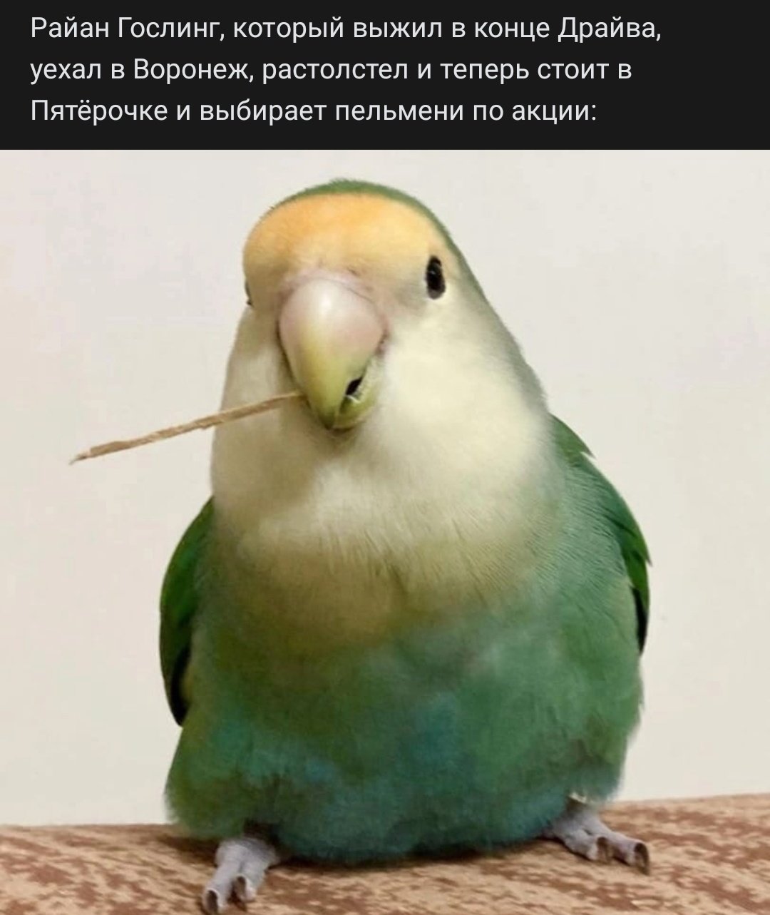 SkÍbi Dwapá / Arch-Pig743 on X: @RussianMemesLtd [Ahahahaha